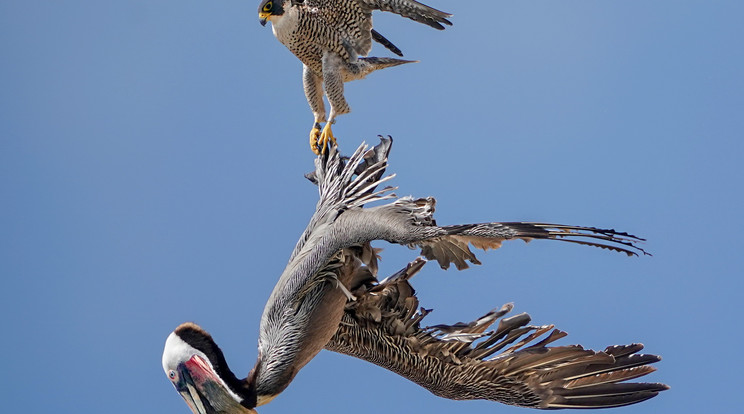 Hiába sokkal nagyobb nála, a vakmerő sólyom megtámadta és el is kapta a pelikánt / Fotó: Northfoto