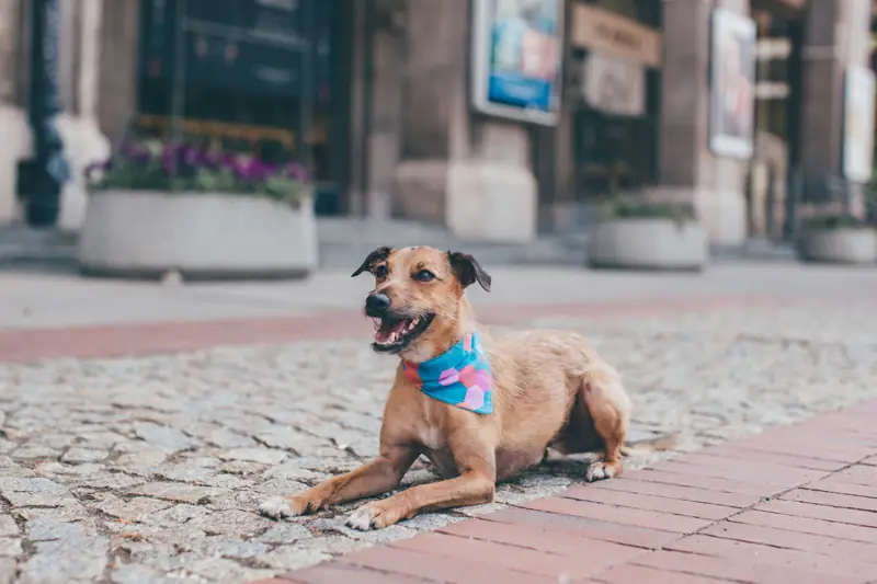 Tyron ma na sobie bandankę Le Petit Pet i obrożę Hundo