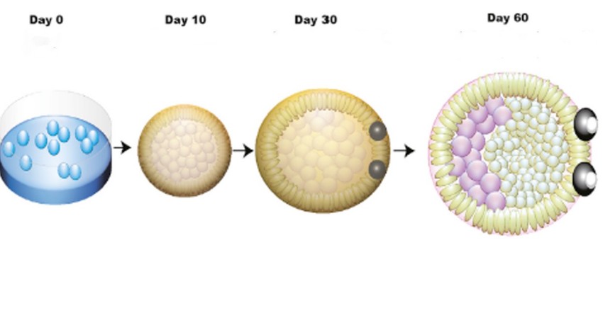 Razvoj rudimentarnih očiju na laboratorijski uzgojenim mini mozgovima