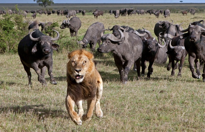 Kliknite za uvećanje (+)