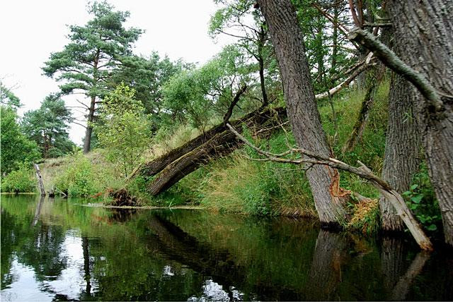 Galeria Polska - Bory Tucholskie, obrazek 1