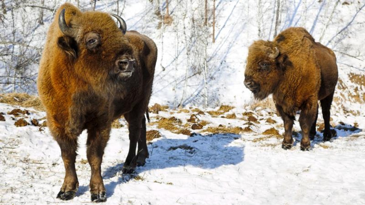 Żubr w Białowieskim Parku Narodowym, Białowieża