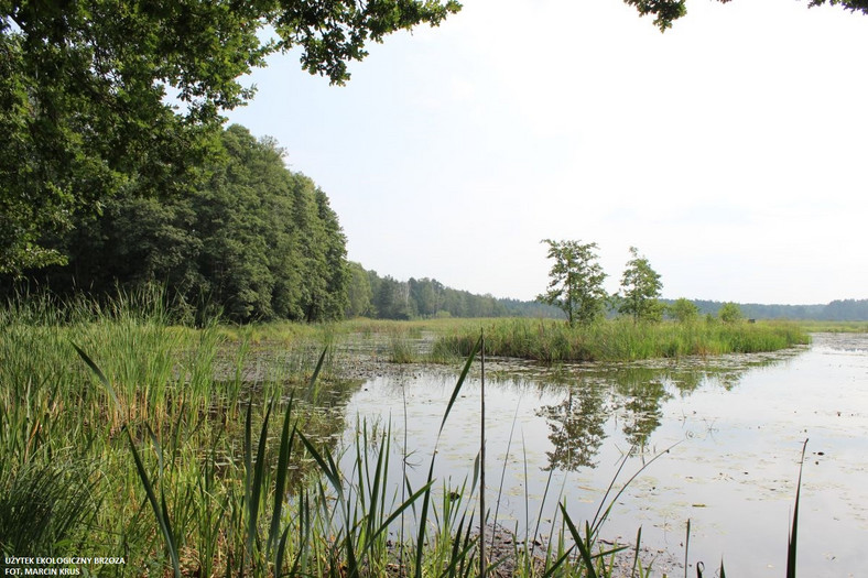 Użytek Ekologiczny Brzoza, Park Krajobrazowy Lasy nad Górną Liswartą