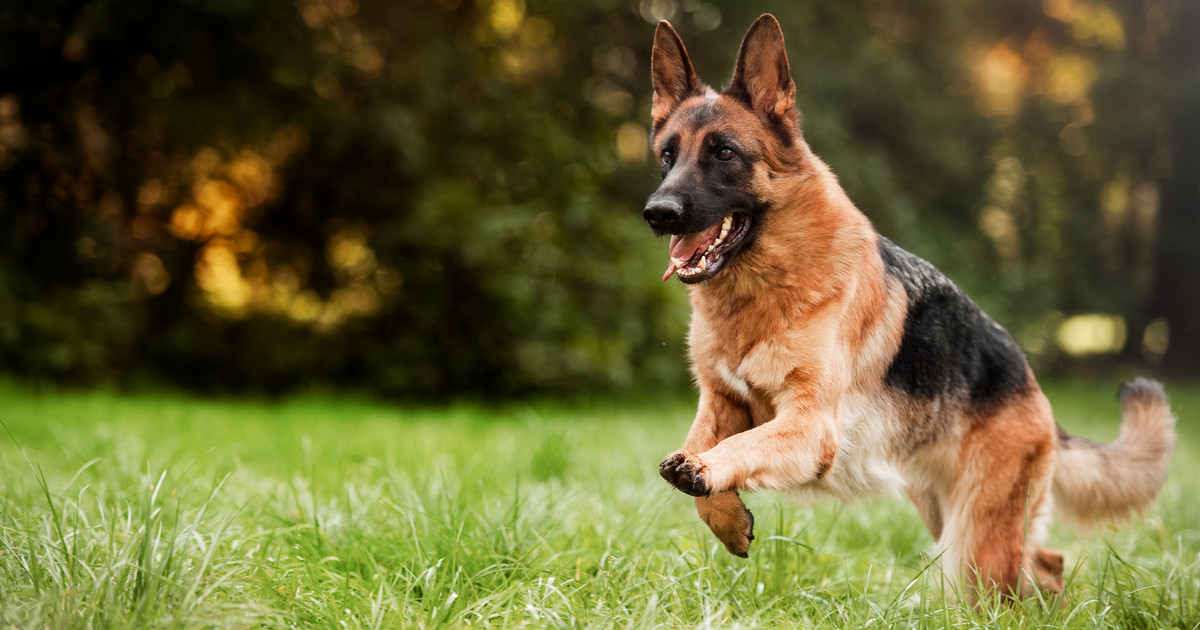 Gorzów Wielkopolski: Deutscher Schäferhund hat Yorkie vor den Augen eines 10-jährigen Mädchens gebissen