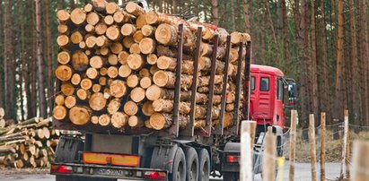 Wycinka lasów nadal trwa, chociaż rząd deklarował co innego