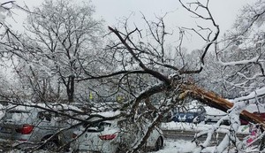 Palo drvo u 28 bloku