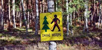 Plaga groźnych owadów w Polsce. Ludzie po zmroku nie wychodzą z domu, lasy zakazują wstępu