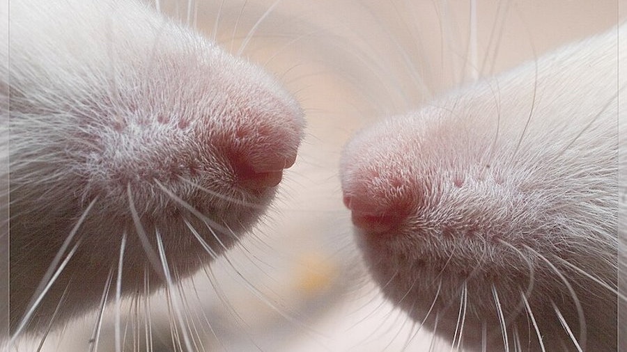 Neurony szczurów zregenerowały mózgi myszy i przywróciły im węch, fot. Alexey Krasavin (AlexK100 on Flickr, CC BY-SA 2.0, via Wikimedia Commons