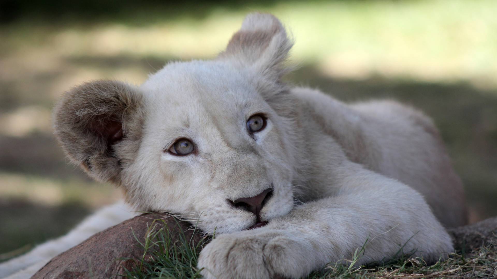 Napi cuki: gyönyörű neveket kaptak a nyíregyházi fehér oroszlánkölykök