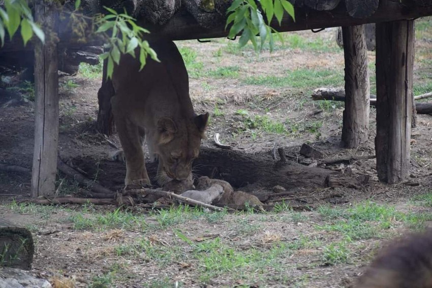 Lavica Kiara sa Palića