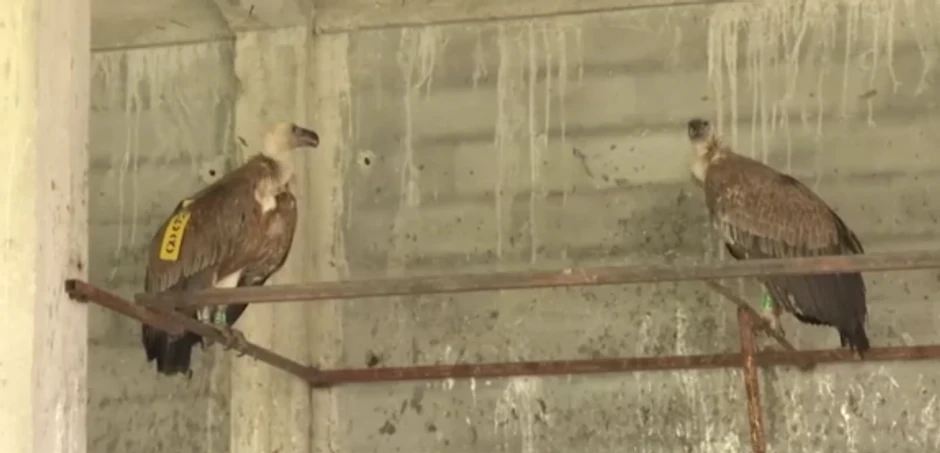 Najmlađi od trenutno četiri mladunca beloglavog supa u volijeri