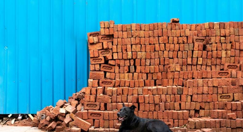 India has more than 30 million stray dogs such as this one in New Delhi