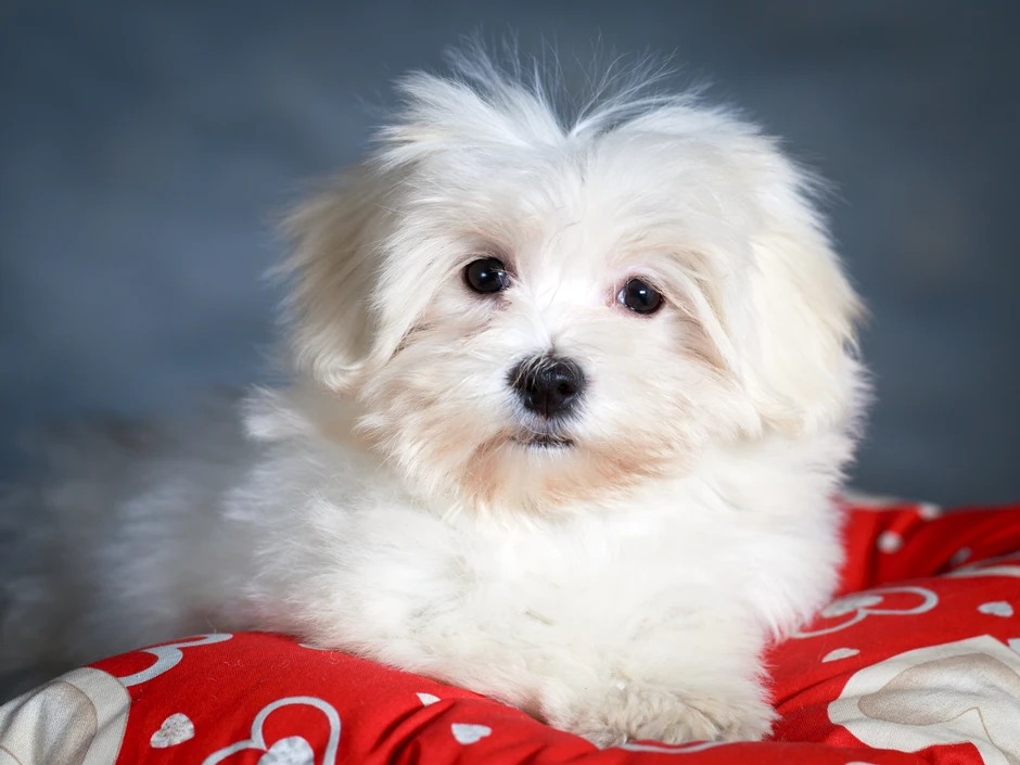 Maltezer