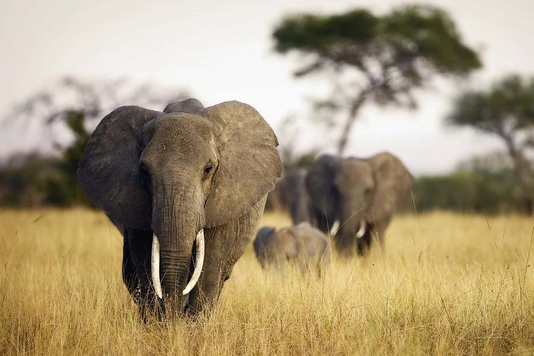 Słoń afrykański - Adobe Stock - Mat Hayward