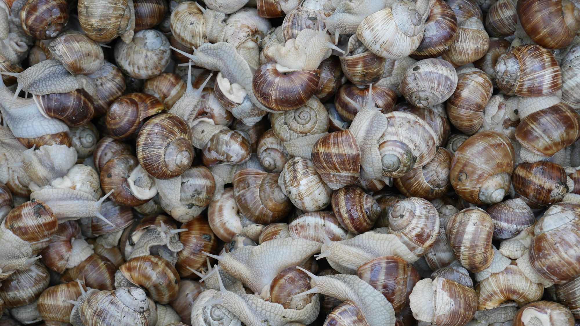 Dopyt po slimákoch vo Francúzsku počas Vianoc stúpa.