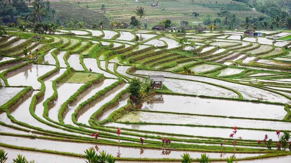 Tarasy ryżowe na Bali.