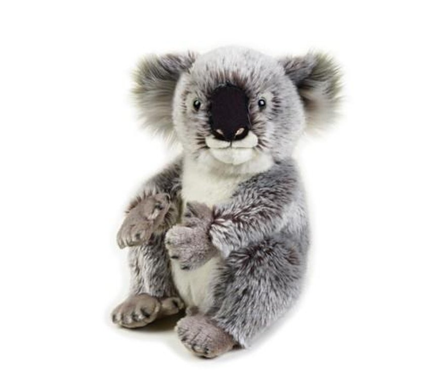 Miś Koala