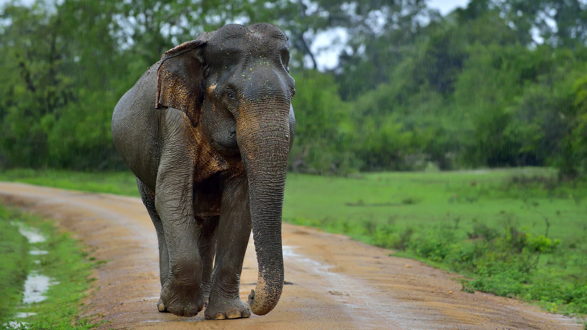 Sri Lanka. Grzywna dla TikTokera za znęcanie się nad słoniem