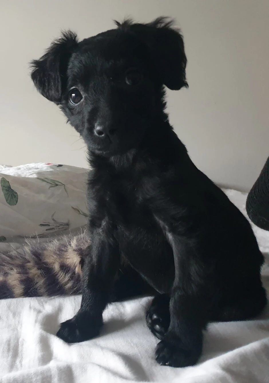 Lusi je nađena ispod kontejnera u Zemunu