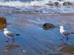 Czerwony przypływ zabójcą ptaków
