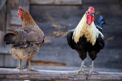 Polscy hodowcy kurczaków mogą ucierpieć w wojnie RPA z Brazylią