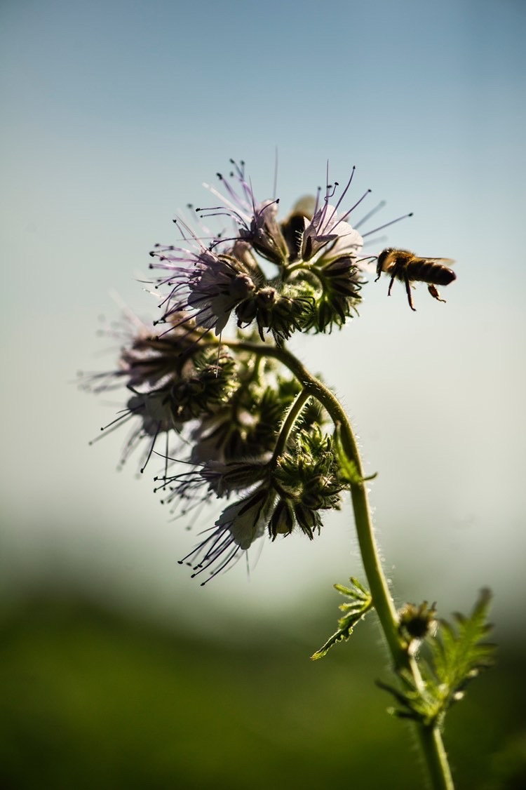 Polscy projektanci wspierają pszczoły