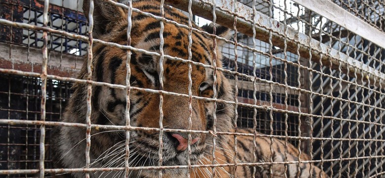 Owsiak przekazuje nagrodę dla poznańskiego ZOO. "Przytul tygrysa" [WIDEO]