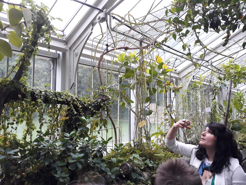 Botanička bašta, unutrašnjost staklenika