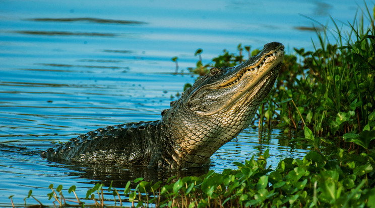 A fiatal fiú éppen a Floridában található Everglades-ben horgászott, amikor az aligátor rátámadt / Illusztráció: Pexels