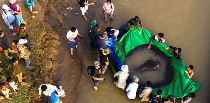 Kambodża. Dopadli prawdziwego giganta! Złowili największą rybę słodkowodną na świecie. Waży aż 300 kg!