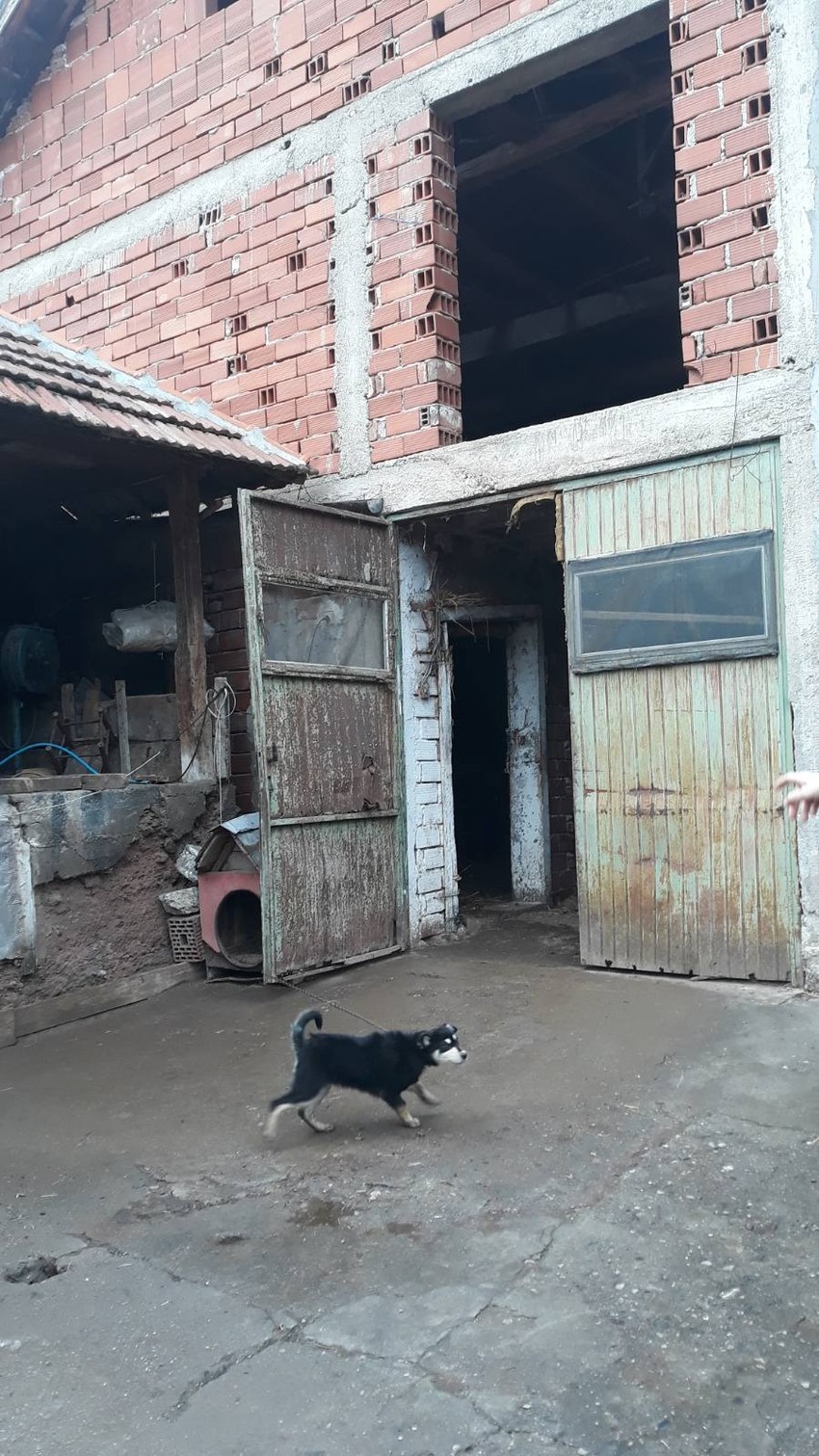 Jovanović prespavao u seniku ispred kog su dva psa