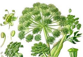 angelica-gyogynoveny-d00001046fc402cadd345