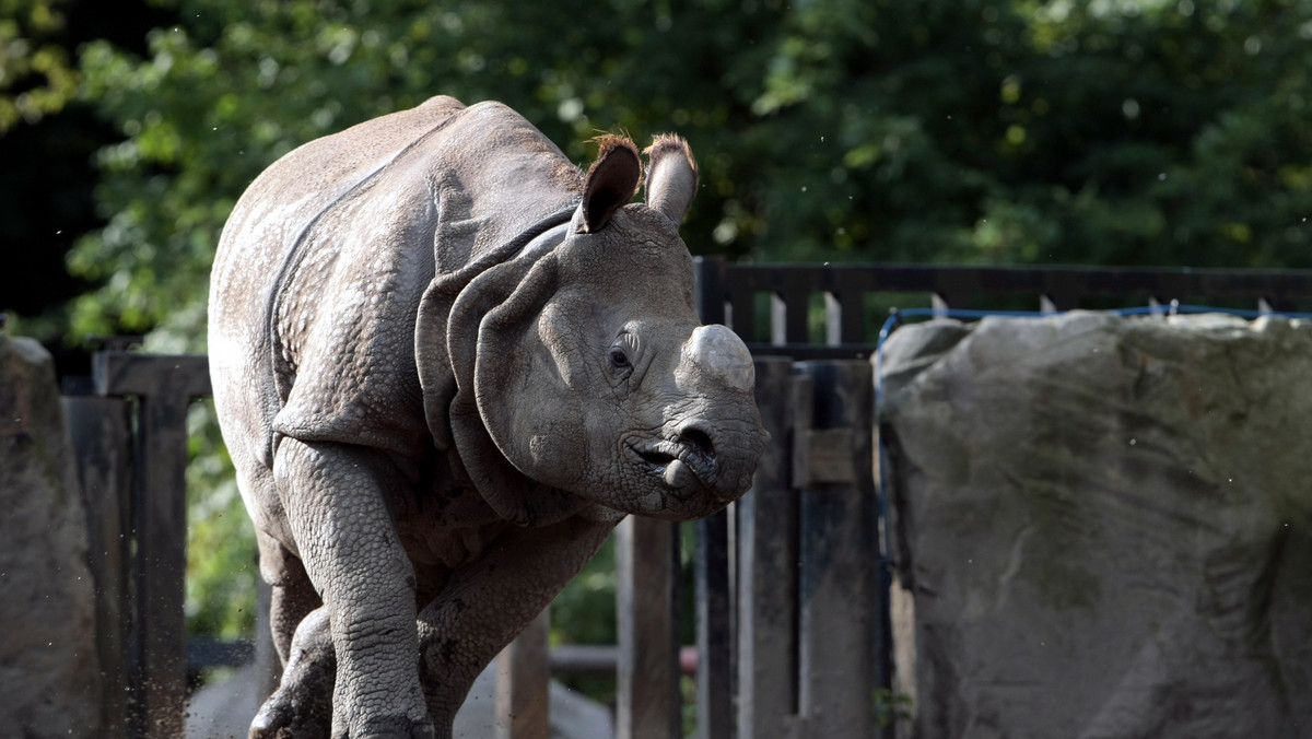 Opiekun nosorożców w ogrodzie zoologicznym w Salzburgu założył plantację konopi indyjskich na wybiegu dla tych zwierząt, uznając - nie bez racji - że uprawa będzie dobrze strzeżona - donoszą austriackie media.