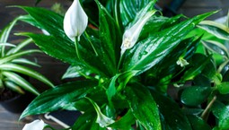 Wlewam 1 szklankę tego, a żółknący skrzydłokwiat rośnie szybciej niż kiedykolwiek