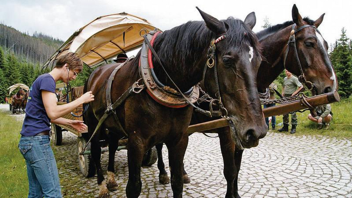 Władze Tatrzańskiego Parku Narodowego wydały specjalne oświadczenie w związku z pojawieniem się artykułów dotyczących koni pracujących na drodze do Morskiego Oka. Według parkowców w tym rejonie nie doszło do śmierci koni.