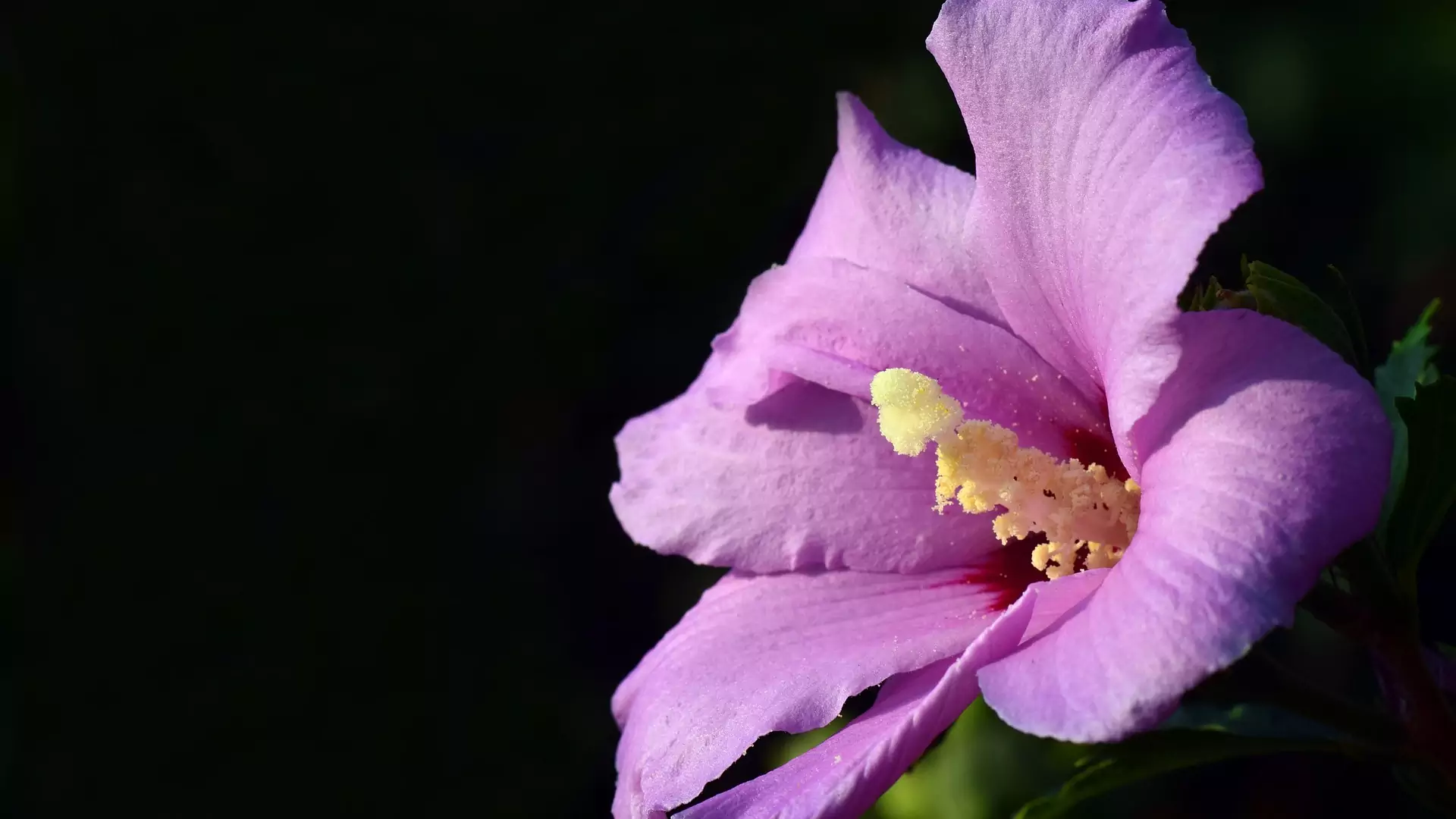 Hibiskus ogrodowy - piękność o gigantycznych kwiatach
