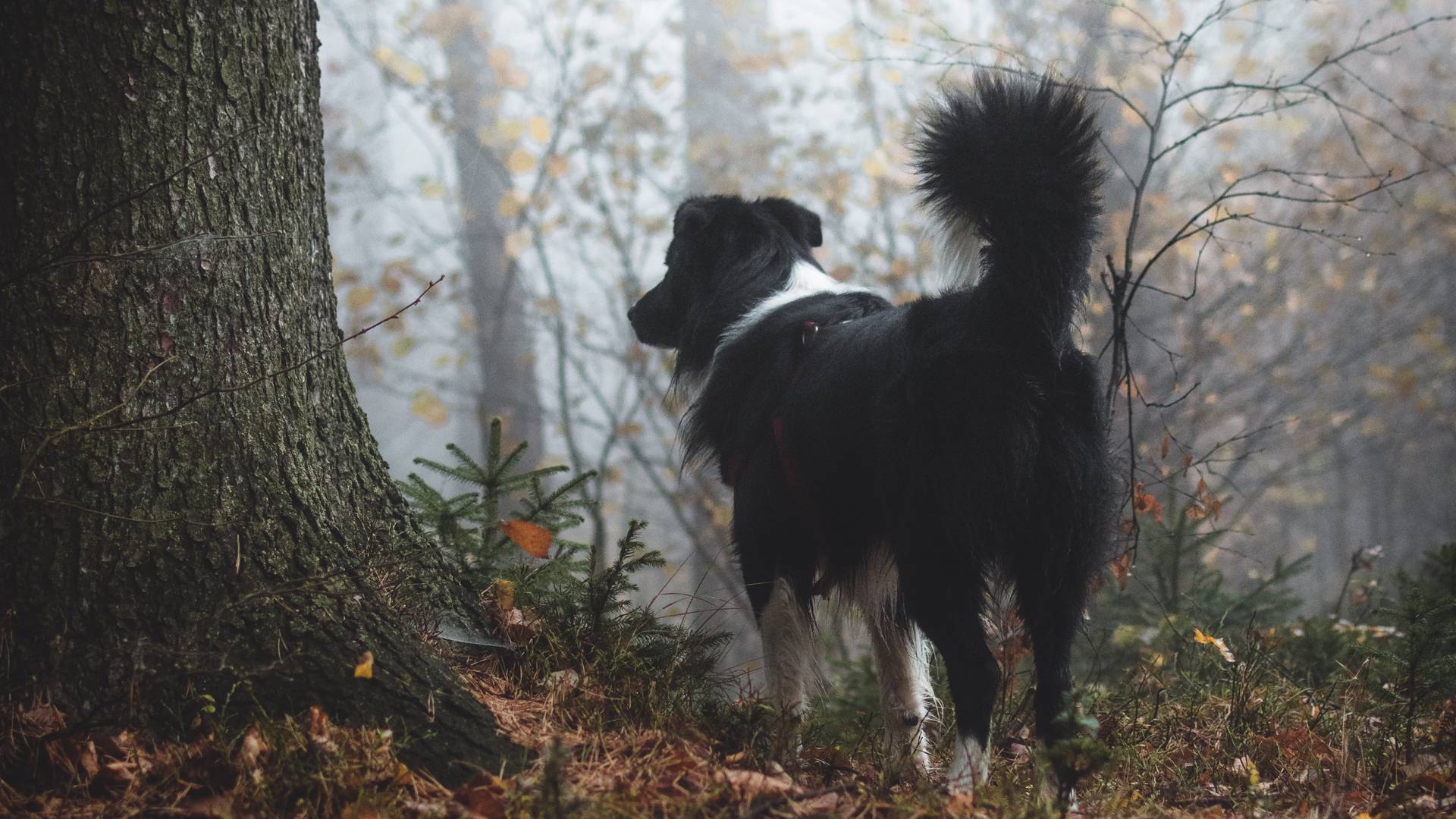 Typ tritt Hund seiner Freundin tot - und soll zuvor ein Typ tritt Hund seiner Freundin tot - und soll zuvor ein