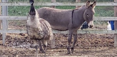 Wielka miłość w azylu dla uratowanych zwierząt. Emu i osioł są nierozłączni!