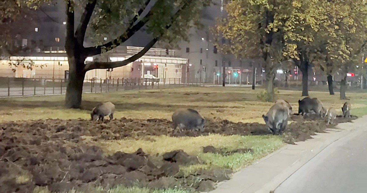 Pobojowisko w środku Warszawy. Dziki wywróciły trawnik do góry nogami