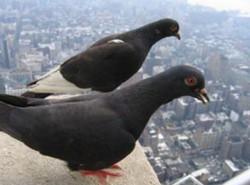 Białe samochody przyciągają ptasie odchody