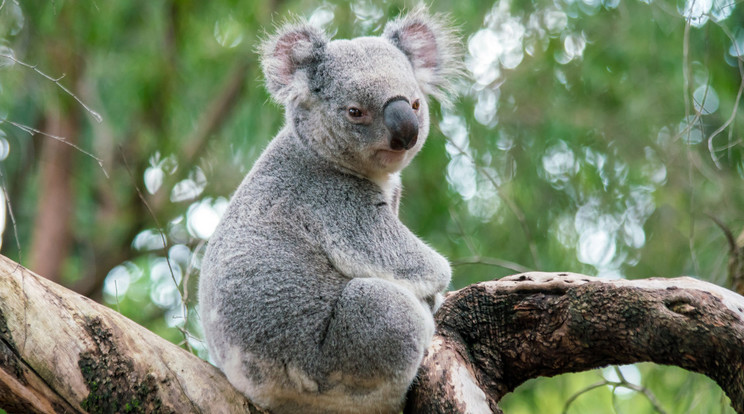 A koalákat a kihalás végveszélye fenyegeti. De nem csak az a faj van veszélyben, hanem sok-sok ezer, amelynek kipusztulását végig fogjuk nézni a következő évtizedekben. Jó, ha tudjuk, az eltűnésüket emberiség által kiváltott globális felmelegedés okozza legfőképpen. / Fotó: NorthFoto