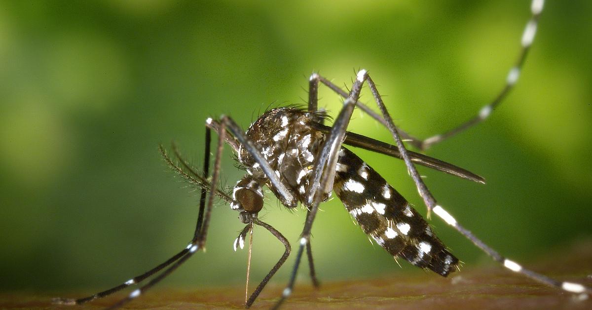  Zdrowie publiczne: nowe zagrożenia związane z zakażonymi komarami w Europie