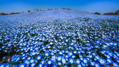 Szemet gyönyörködtető! Négy és félmillió égszínkék virág nyílik Hitachiban