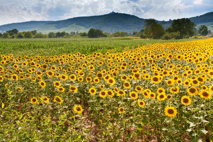 Alzacja – równinna kraina położona w północno-wschodniej części Francji.  Od wschodu ograniczona jest Renem, a od zachodu masywem Wogezów.