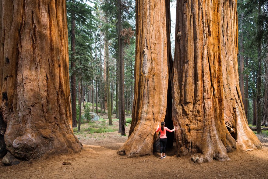 Sequoia sempervirens