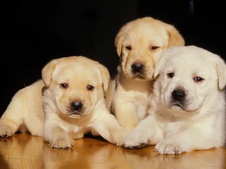 labrador, pies