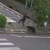 Medved u Japanu napao i povredio četiri osobe