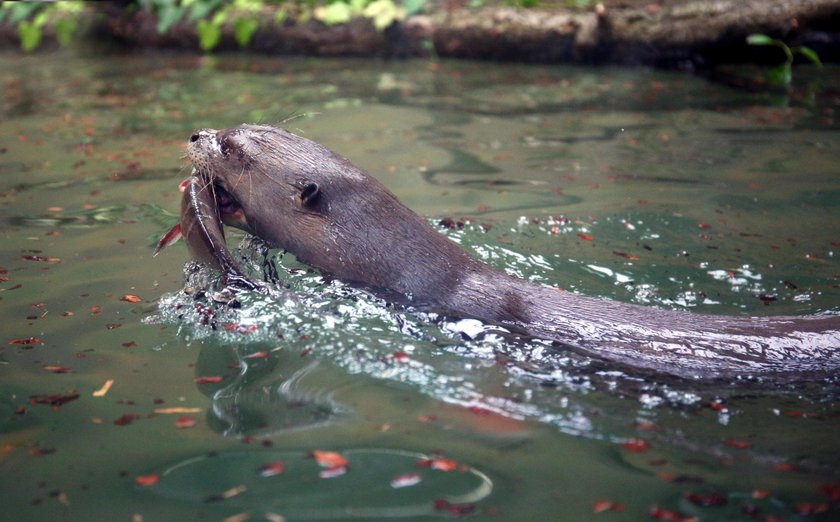 Wydry amazońskie w łódzkim zoo 