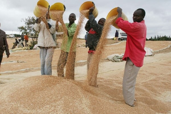 Petani gandum Kenya