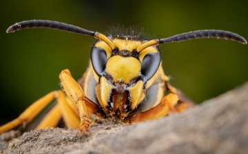 Mennyi idő után jelentkezhet anafilaxiás reakció lódarázscsípés után? Az orvos válaszol